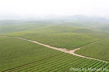 Tea Plantation in Guizhou