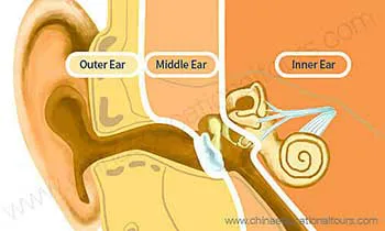 Human Ear