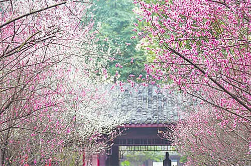 Chengdu Weather in January