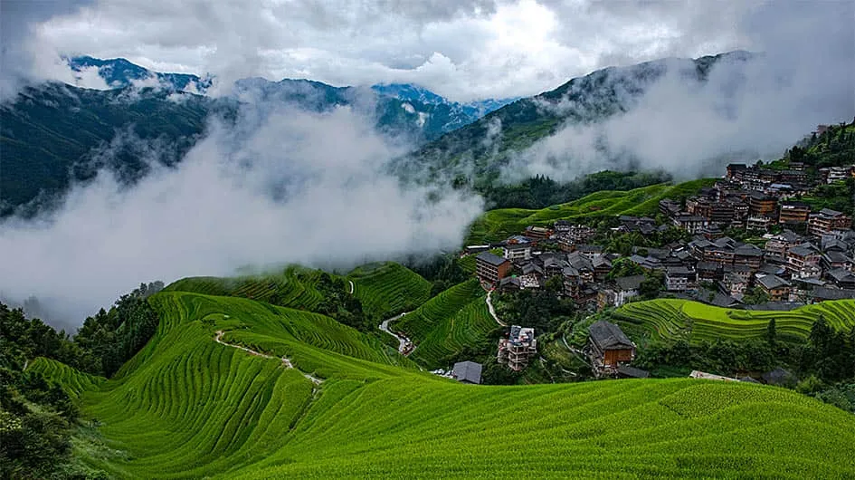 rice terraced fields photography