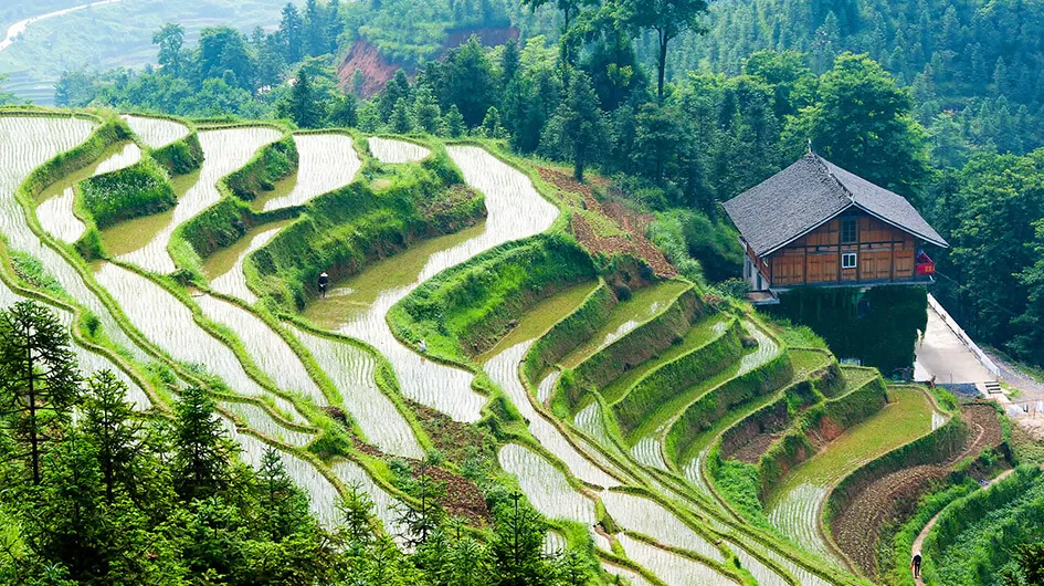 Ziquejie Terraced Rice Fields