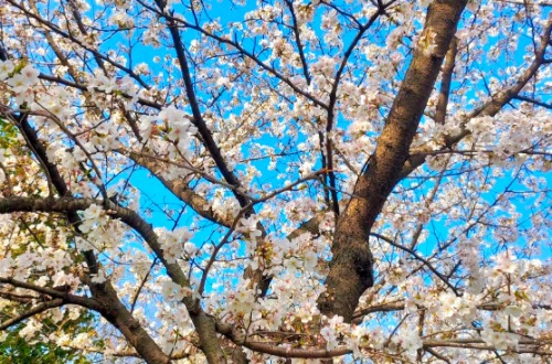 Cherry Blossom