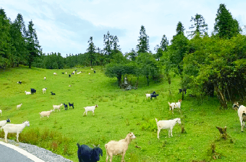 Grassland of Fairy Mountain