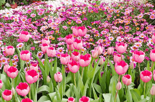 Spring