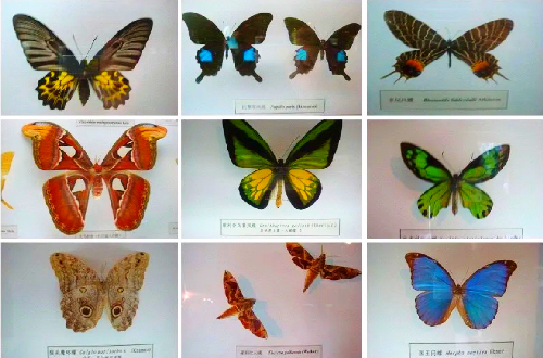 Butterfly Specimen