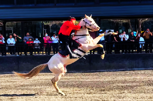 Equestrian Performances