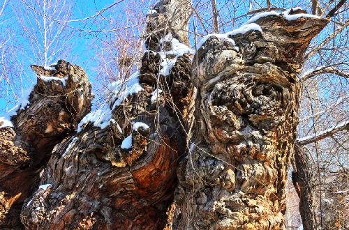 Petrified Wood