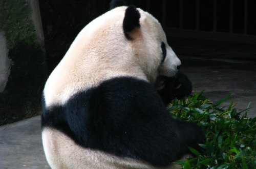 Giant Panda House