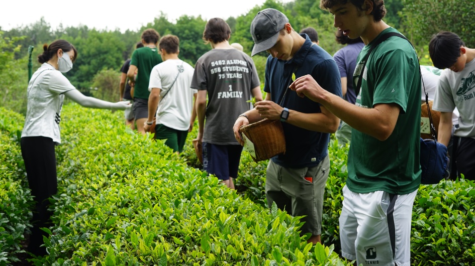 Students Picking Tea Leaves