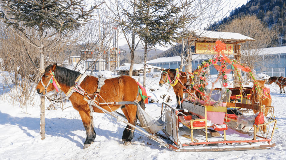 Horse-drawn sleds
