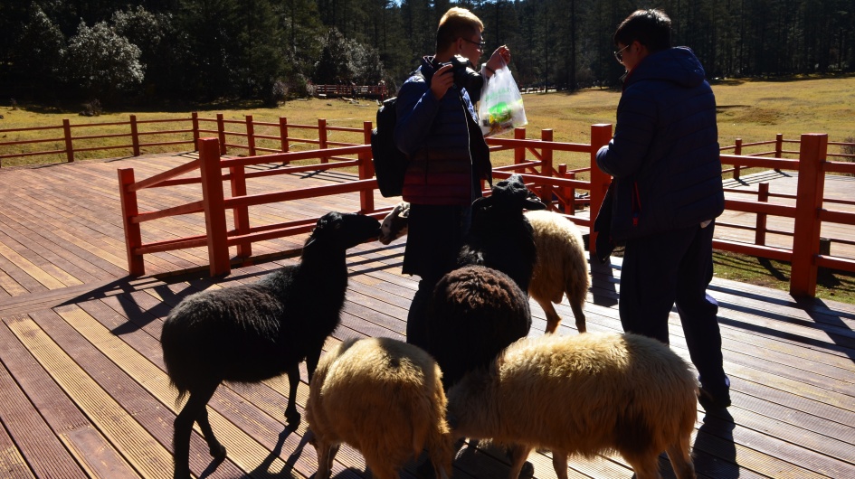 Students Exploring the Ecology of Jade Dragon Snow Mountain