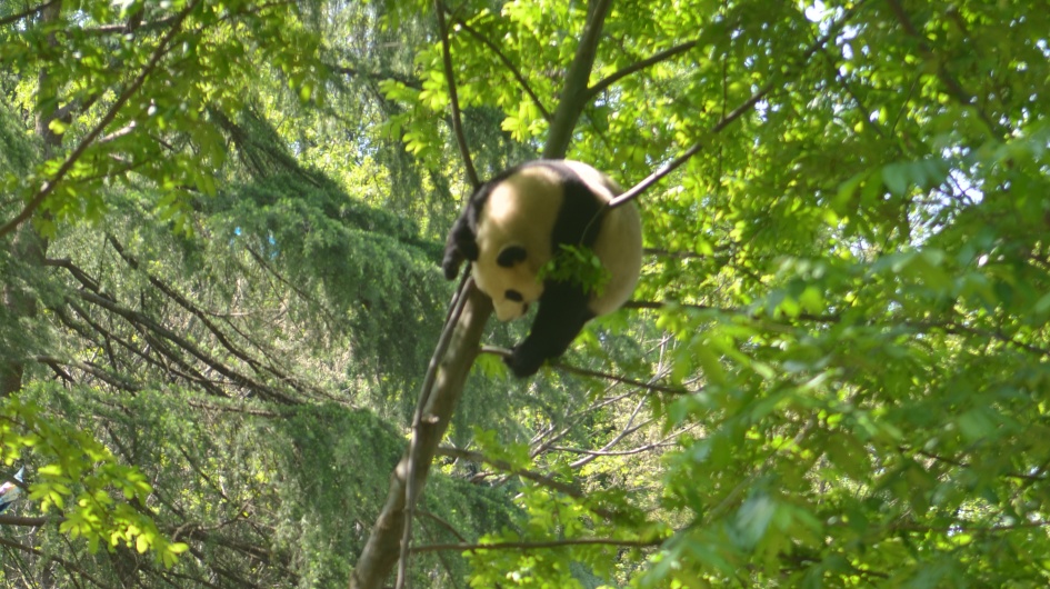 Observe the Life of Giant Pandas After Wild Release