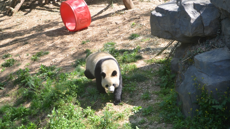 Panda Behavior Observation