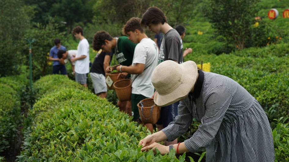 Plucking tea leaves