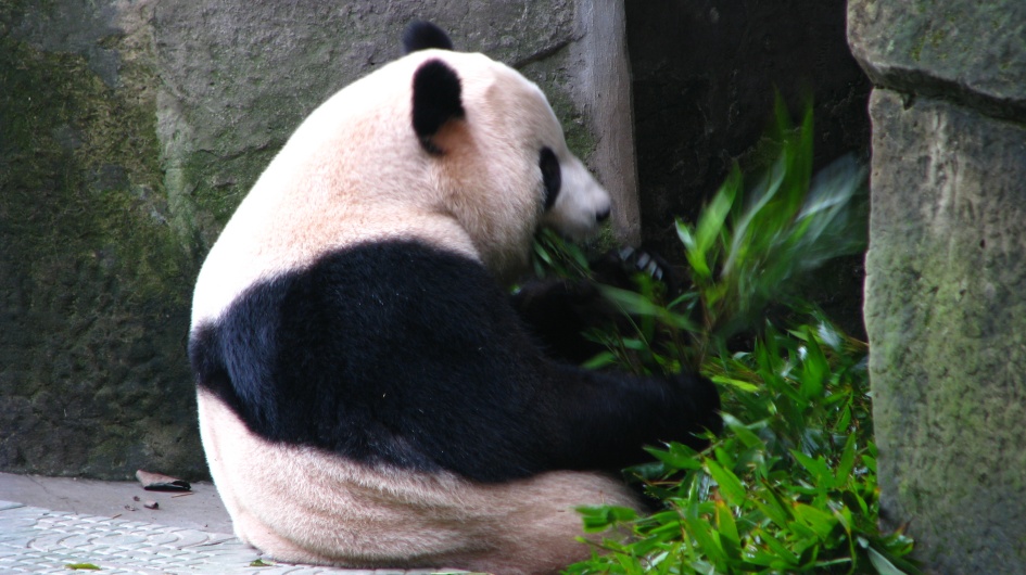 Cutie Giant Panda